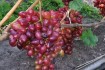 Реализую саженцы винограда вегетирующие и годичные . Сортность подтве фото № 1