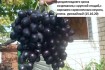 Реализую саженцы винограда вегетирующие и годичные . Сортность подтве фото № 2