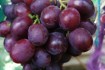 Реализую саженцы винограда вегетирующие и годичные . Сортность подтве фото № 3
