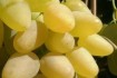 Реализую саженцы винограда вегетирующие и годичные . Сортность подтве фото № 4