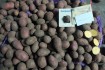 Агропідприємство реалізує картоплю товарну і картоплю насіннєву власн фото № 4