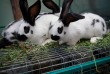 Кролики разных возрастов, разных линий выращиваются на натуральных ко