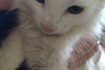 Кошечка белая 2 месяца, ласковая и веселая фото № 1