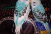 Продам волнистых попугаев, малыши от 1 месяца, по 150 гр, Транспортом фото № 1
