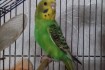 Продам волнистых попугаев, малыши от 1 месяца, по 150 гр, Транспортом фото № 2