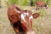 Продам телку возраст1год2месяца от молочной коровы цена договорная фото № 3