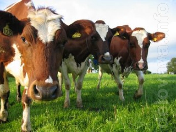 Компания Вита-Ко, учитывая актуальный сегодня вопрос безопасности кор