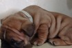 Подрастают очаровательные щенки Французского бульдога, от выставочных фото № 3