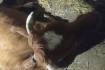 Корова на молоко, удой сразу после расстёла 26 литров, сейчас меньше  фото № 1
