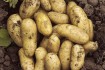 Будьте дальновидными, посадите ранний картофель и получите урожай нам фото № 1