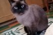 Продам Котика порода Сиамско-британский. Котик добрый и ласковый. Дру фото № 1