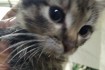 Маленькие котята девочки живут в холодном подвале, нуждаются в доме,  фото № 3