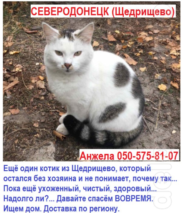 Ещё один котик из Щедрищево, который остался без хозяина и не понимае