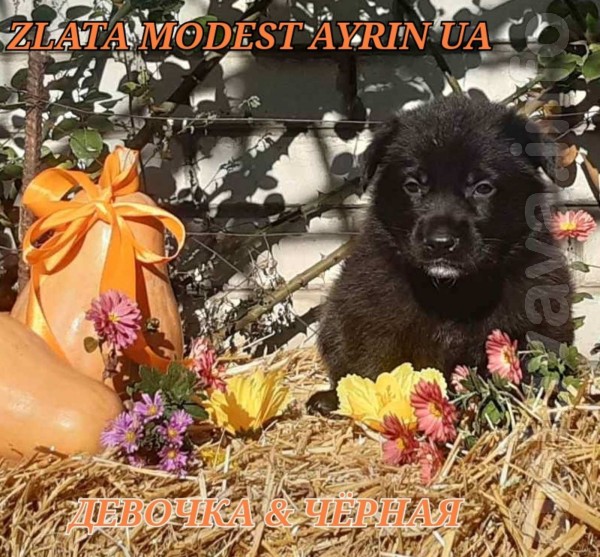 Питомник'MODEST AYRIN UA'предлагает щенков восточноевропейской овчарк