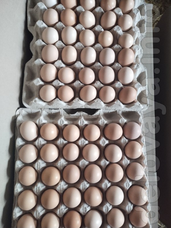 Внимание!  Принимаются заказы  на инкубационное яйцо:
Несушка
-Доми