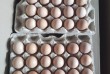 Внимание!  Принимаются заказы  на инкубационное яйцо:
Несушка
-Доми