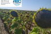 Семена химического подсолнечника КОЗАК / KOZAK по технологии Сумо.
Но фото № 1