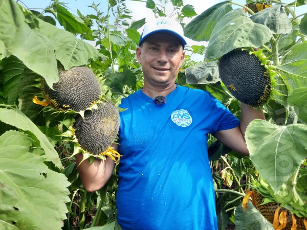 Семена подсолнечника отлично себя показали во многих областях Украины