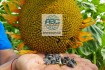Семена подсолнечника отлично себя показали во многих областях Украины фото № 2
