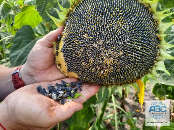 Крупноплодний сорт соняшнику СПК дає гарні показники по якісним та вр