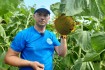 Крупноплодний сорт соняшнику СПК дає гарні показники по якісним та вр фото № 2