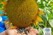 Крупноплодный сорт подсолнечника СПК с урожайностью выше 30 центнер с фото № 3