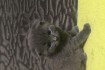 Описание
Продаются котята шотландской породы серого цвета. Три котенк фото № 2