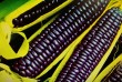 Кукуруза сладкая сортовая семена ( синяя, жёлтая, мозаичная, чёрная)