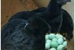 Продам инкубационное яйцо уникальных пород курей Аям Цемани и Ухейлюй фото № 1