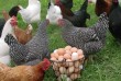 Продам инкубационное яйцо курей несушек Доминанты ( Чехия и Украина) 