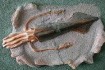 Продам окаменелости морского моллюска белемнит (чертов палец), исполь фото № 1