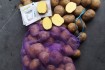 Продам картоплю з овочесховища від виробника 'Товарна' та 'Насінна' в фото № 1