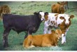 Заготовка КРС, коровы, телята, бычки, лошади, жеребята
