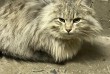 В подъезде найден молодой котик, очень красивый, ласковый, явно бывше