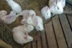 Продаем чистопородных кролей Белого Тетмона (бройлерная порода),пород фото № 3