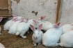 Продаем чистопородных кролей Белого Тетмона (бройлерная порода),пород фото № 4
