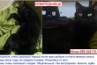 Роскошный, очень красивый чёрный котик ищет добрую и ответственную се