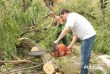 Спил дерева,демонтаж работы,земляные работы в ручную Одеса