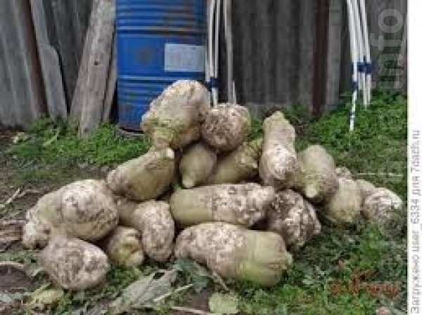Куузику – корнеплод - излюбленный корм для сельскохозяйственных
живот