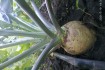 Куузику – корнеплод - излюбленный корм для сельскохозяйственных
живот фото № 1