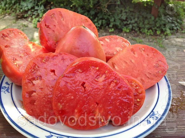 Серед помідорів  , на даний час одними з кращих , вважаються низькоро