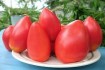 Серед помідорів  , на даний час одними з кращих , вважаються низькоро фото № 2