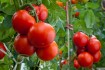Серед помідорів  , на даний час одними з кращих , вважаються низькоро фото № 4