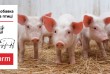 «САПОКОРМ» - мінеральна добавка для корму свиней!
САПОКОРМ є повністю