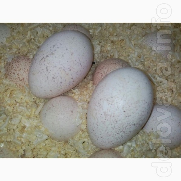 Принимаем заказы на инкубационное яйцо белых широкогрудых индеек тяже