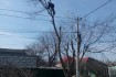Спиливание деревьев любой сложности по всей Одессе и многим пригорода фото № 3