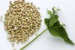 Компанія ТОВ Бінс Натурпродукт пропонує на продаж якісне насіння греч