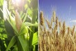 Закуповуємо некондиційну пшеницю та кукурудзу