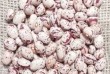 Продаж насіння квасолі. Посівний матеріал квасолі. Опт