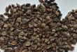 Продаж насіння гречки для агровиробників.
Гарантія якості.
Форма опла